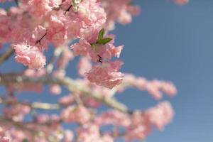 kers bloesem Afdeling tegen lucht. roze bloemen van fabriek. kunstmatig hout in detail. foto