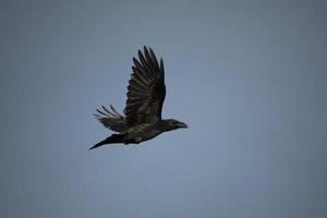 kraaien in lucht. zwart raaf vliegt door lucht. wild vogel. vlucht details. foto