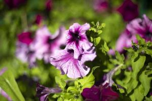 bloemen in tuin. details van natuur. natuurlijk achtergrond. foto