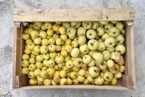 een doos van rijp weinig geel appels. houten doos met geel appels. oogsten appels. foto