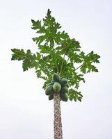 jong papaja groeit in de midden- van de plantage foto