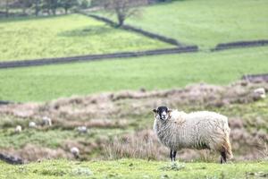 wit en zwart schapen met yorkshire dalen uitzicht in de achtergrond foto