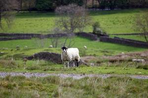 wit en zwart schapen met yorkshire dalen uitzicht in de achtergrond foto