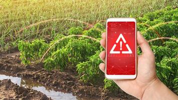 een telefoon en een waarschuwing teken Aan de achtergrond van klok peper en prei uien plantages. groeit groenten Aan de boerderij, oogsten voor uitverkoop. agribusiness en landbouw. verbeteren rendement foto