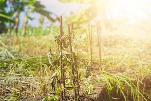 wild planten sluipen Aan de ijzer keten dat is zit vast foto