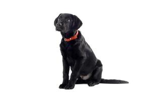 zwarte labrador puppy foto