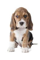 schattig beagle puppy foto