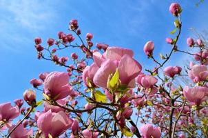 bloeiende boom van magnolia foto