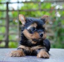 Yorkshire terrier puppy foto