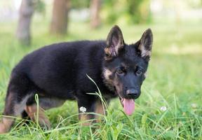 Duitse herder pup foto