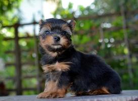 Yorkshire terrier puppy foto