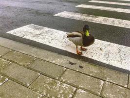 wild vogel in de stad centrum. de eend is wandelen langs de weg met auto's. voetganger kruispunt voor mensen en vogels. weg veiligheid foto