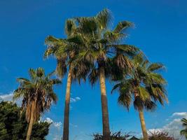 mooi tops van palm bomen tegen de blauw lucht decoratief planten hemels landschapsarchitectuur in een hotel in een warm tropisch oosters land zuidelijk toevlucht. achtergrond, structuur foto