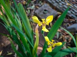 neomarica longifolia is een soorten van meerjarig kruid in de familie irissen. ze zijn van de neotropen en de oog van atlantica foto