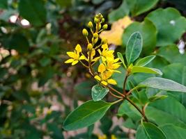 galphimia gracilis, een soorten in de geslacht galphimia van de familie malpighiaceae, vaak onder de gemeenschappelijk namen douche goud of douche goud foto