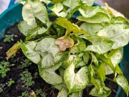 pijlpunt Liaan, ganzenvoet fabriek hart vormig bladeren syngonium podophyllum is waarschijnlijk de meest populair soorten foto