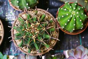 top visie achtergrond en patroon van woestijn boom cactus en ingemaakt vetplanten. foto