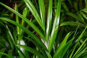 dichtbij omhoog Aan de bladeren van een bamboe palm boom chamaedorea seifrizii binnen- foto