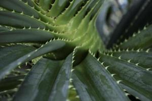 zee pandanus, zand pandanus of pudak doorn pandanus is een type van groot pandan dat is vaak gevonden Aan zanderig of rotsachtig stranden, een lid van de pandanaceae stam. foto