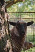 dichtbij omhoog portret van een schapen gluren uit van achter een boom foto