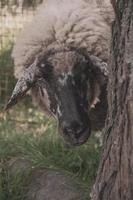 dichtbij omhoog portret van een schapen gluren uit van achter een boom foto