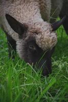 schapen eet gras in de weiland foto