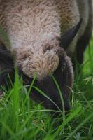 schapen eet gras in de weiland foto