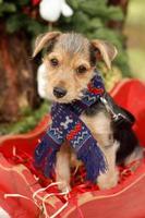schattige puppy in sjaal