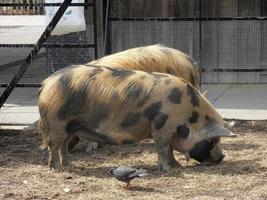 gloucestershire oud vlekken varkens in een boerderij foto