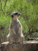 twijfelachtig suricate zittend Aan een boom romp 2 foto