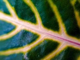 structuur geel groen aronskelk lelie blad detail tonen zantedeschia venatie foto