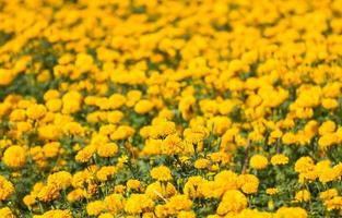 goudsbloem veld- dichtbij omhoog foto