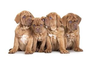 vier Franse mastiff-puppy's