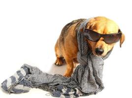 hond en sjaal foto