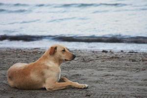 hond op het strand foto