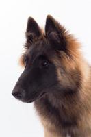 belgische herder tervuren puppy, headshot, witte studio achtergrond foto