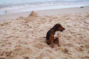 Thaise hond wacht eigenaar op strand