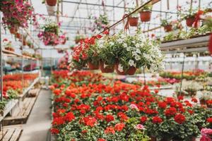 kleurrijk bloemen in een tuin centrum foto