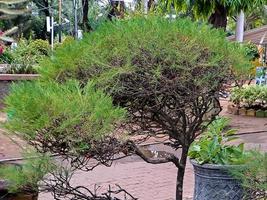 jong lang schiet in pinus densiflora umbraculifera pijnboom Aan een mooi hoor groen achtergrond foto