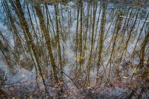 bomen weerspiegeld in plas foto