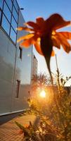 oranje bloem Aan de achtergrond van de gebouw en zonsopkomst foto