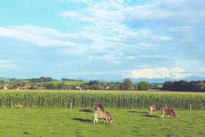 vee begrazing in een veld- foto