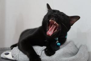 zwart kat is aan het liegen naar beneden en geeuwen foto
