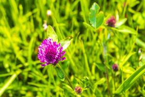 mooi rood weide Klaver trifolium pratense weide bloem bloemen duitsland. foto