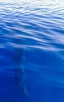 reusachtig walvis haai zwemt Aan de water oppervlakte Cancun Mexico. foto