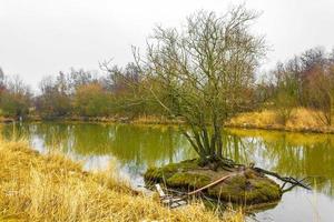 bevroren rivier- stroom vijver meer verkoudheid natuur Woud milieu duitsland. foto