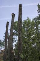 snoeien bomen. slachten van een populier. seizoensgebonden snoeien van bomen in de stad park onderhoud. foto