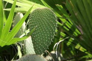 heel scherp naalden Aan de bladeren van een groot cactus. foto