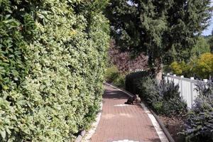 voetganger weg in de stad park Aan de kust. foto