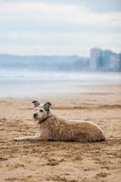 hond op het strand foto